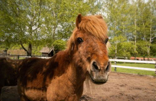Ferienhof Homann Sauerland - Foto 43