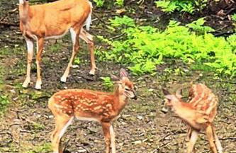 Magical Retreat Cottage, 15 min from Mt Snow skiing - Foto 24