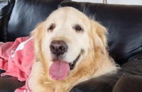 Querência MaeDa - Photo 70