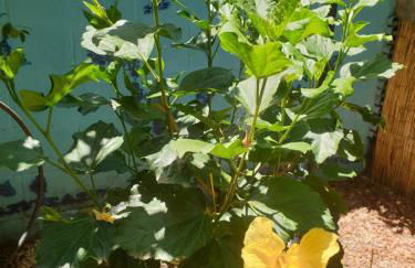 Magnolia House - Photo 37