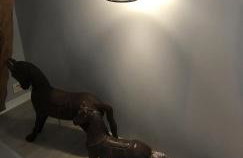 Au grand galop - Foto 25
