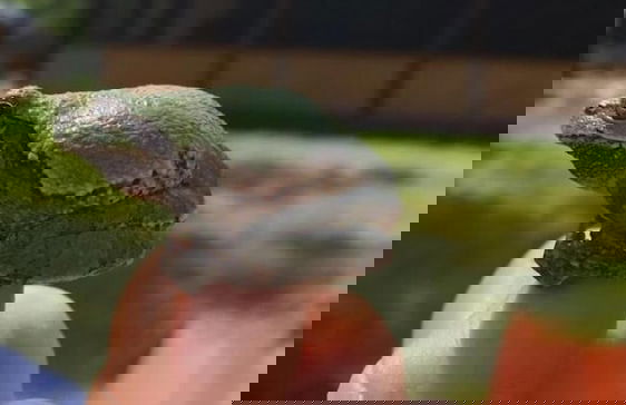 Hidden Forest Retreat - Foto 18