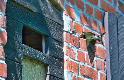 Hof-Silberweide - Foto 15