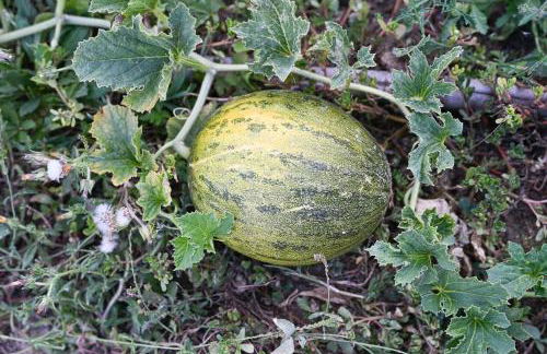 Boutique Bio Agriturismo Casale San Cristoforo - Photo 27