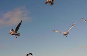 Habbo's Kojen - Photo 16