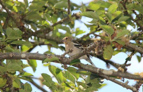 Bio Quinta do Pantano, Agro Turismo - Foto 39