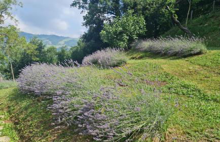 Tana della Lavanda - Photo 9