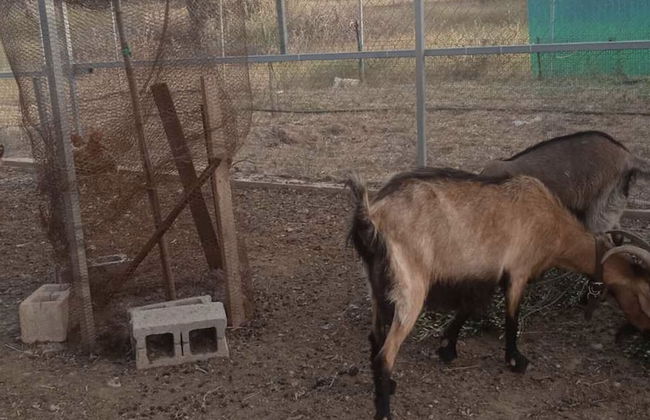 Ecological Studio Flat in Kalyvia Thorikou, Greece - Foto 16