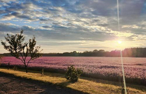 Pod kamieniem - Foto 29