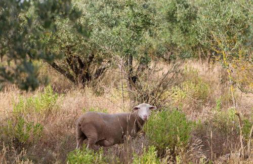 Renovated Wine Press House - WITH POOL - Foto 41