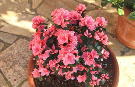 Casa vacanze Ester - Foto 61