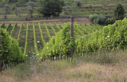 Agriturismo Il Bardellino - Foto 14