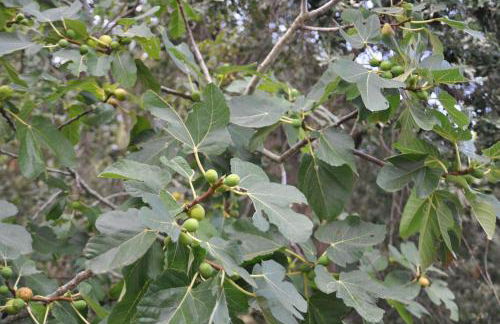 Stalakton Country Maisonettes - Photo 39