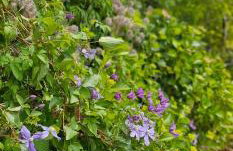 Cottage on the Hill - Foto 60