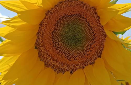 Wisteria Cottage at Gites de la Vienne - Foto 22