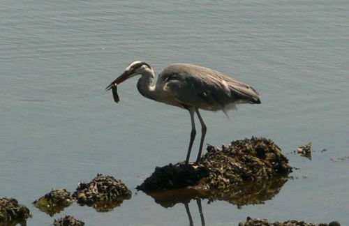 Chalet en enclave privilegiado - Foto 31