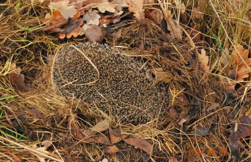 Siedlisko na Górce - Foto 75