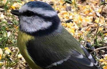 Gîte de la Mésange - Foto 33