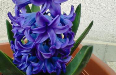 Lunamora 4 - Foto 15