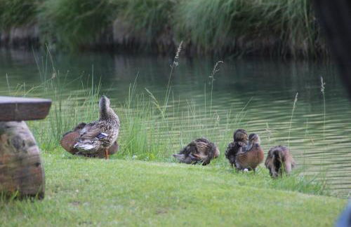 Ferienhof Zum Sagschneider - Foto 13