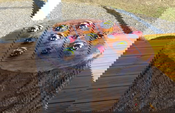 North Star Glamping - Photo 26