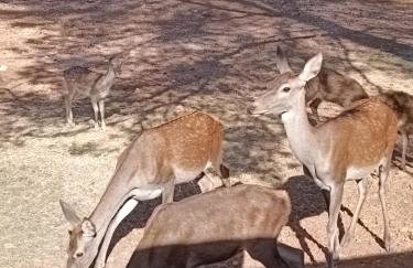 Águila Real - Photo 11