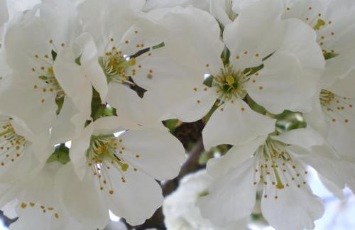 Tenuta Fortelongo - Foto 91