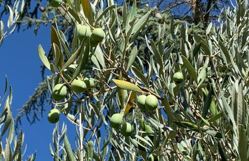 Villa Santa Lucia - Foto 45