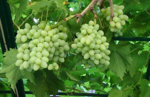 Villa Aska - Photo 49