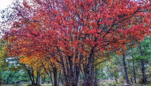 Apartamentos El Pajar del Abuelo - Foto 3