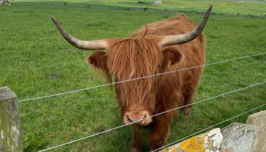 Glengolly Getaways - Foto 5