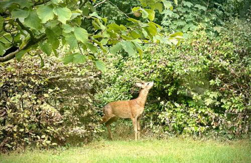 Ferienhaus im Schluh - Foto 21