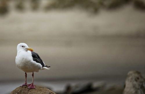 3 Mi to Golf and Wineries Arroyo Grande Home! - Foto 44