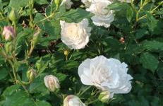 Il Pettirosso - Foto 8