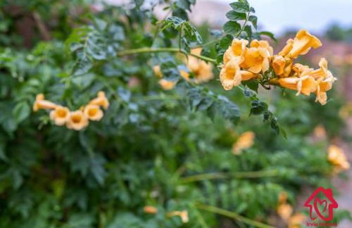 Bosque Retreat on the Rio - Single Story - 4 Kings - Foto 60