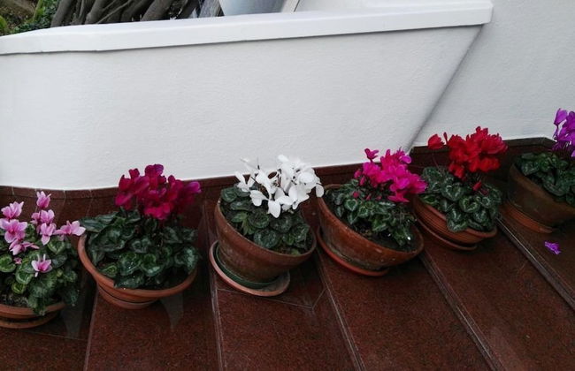 Villa Mary - Apartments - Photo 25