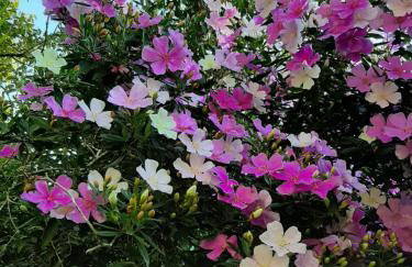 Chalé Pakere Bellavista - visão magnífica do vale e montanhas a mais de mil metros de altitude, wi-fi, sauna, piscina e água de nascente - locação do chalé sem prestação de serviços - Foto 58