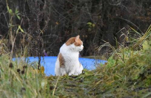 Siedlisko Szwałk - Foto 32
