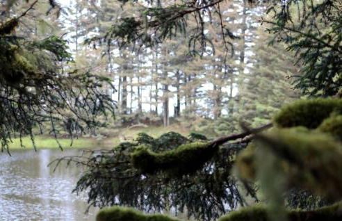 Coastal Camping Cabin with Wood-Burning Stove on Whale Island, Alaska - Foto 21