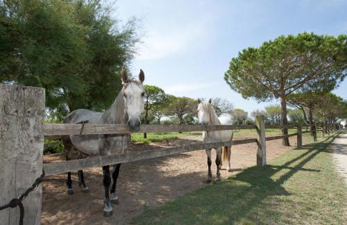 Gîtes Equestres Lou Caloun - Les Saintes Maries de la Mer - Foto 72