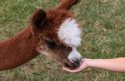 Alpaka-Ranczo AFF - Foto 1