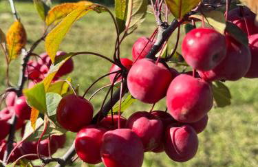 Agroturystyka Rajska Jabłoń - Foto 19