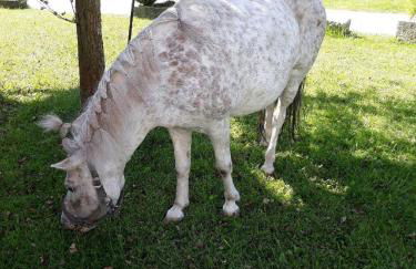 Ferienbauernhof Rosenberger - Foto 22