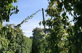 Ferienhof Hopfgärtle Müller - Foto 22