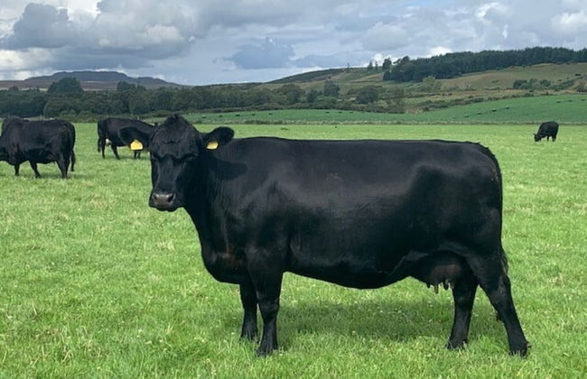 Traditional Bothy Accommodation - Foto 12