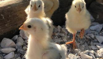 Monte da Rochela - Foto 3