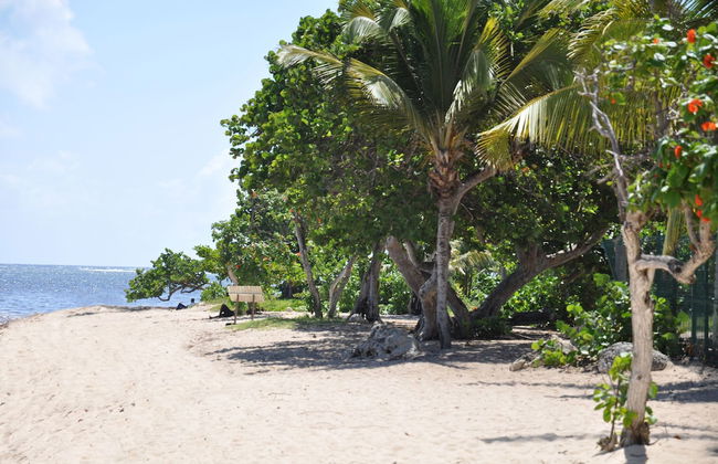 Résidence Tropicale - Photo 41