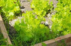 Casa Vitorino - Foto 11