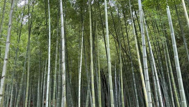 Excursión a Kioto - Foto 4, Bosque de bambú de Arashiyama
