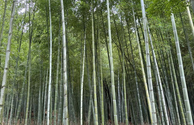 Excursão a Kyoto - Foto 4